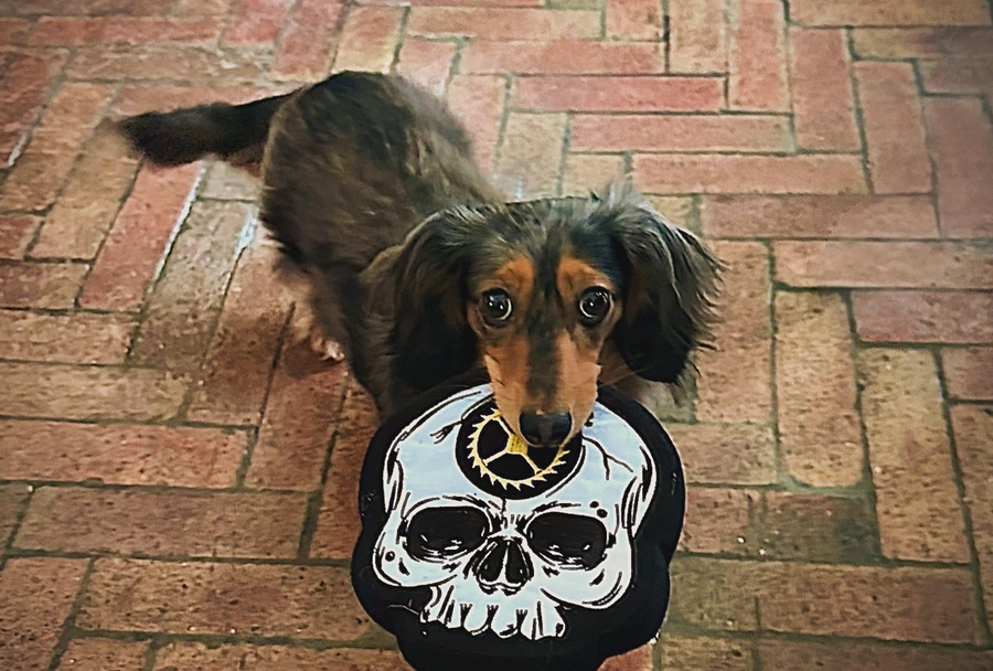 Carpe Diem Skull Dog Toy