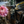 Load image into Gallery viewer, Tempus Fugit Skull Bead
